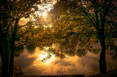 Trees by lake against sky