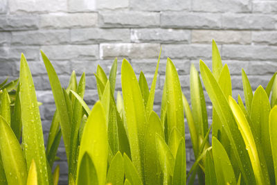 Close-up of fresh green plants against wall