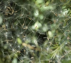 Close-up of plant