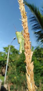 Close-up of insect on plant