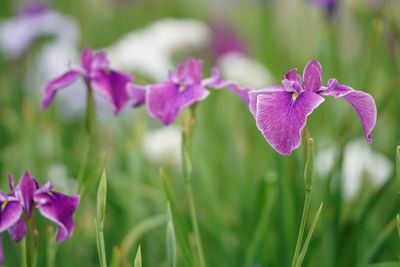 Close-up of pink flowering plant on field