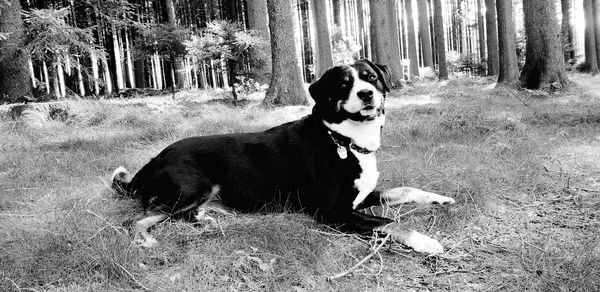 Dog in a forest