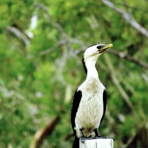 Close-up of bird perching on white background