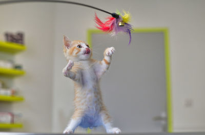 2 months old kitty with a leg injured at the vet