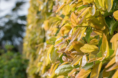 Close-up of yellow flowering plant leaves