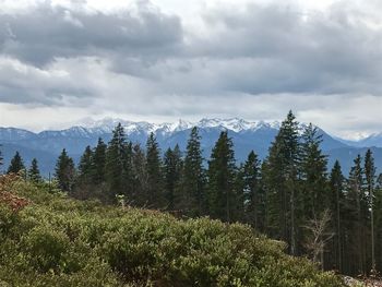 Trees in forest against sky