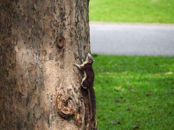 Close-up of squirrel on tree trunk