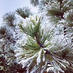 Close-up of pine tree during winter