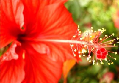 Close-up of red flowers