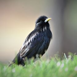 Close-up of bird perching on grass