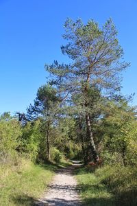 Scenic view of trees against clear blue sky