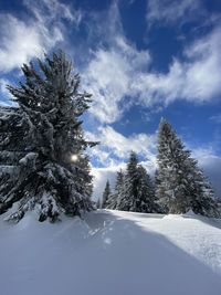 Trees on snow covered land against sky