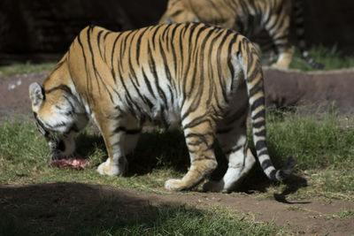 Close-up of tiger