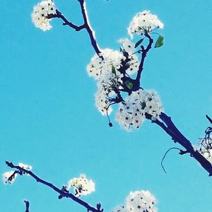 Low angle view of flowers against clear blue sky