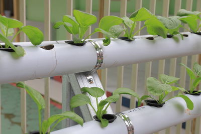 Close-up of potted plant by railing