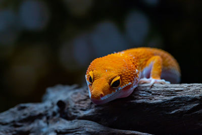 Close-up of a lizard on rock