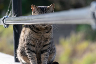 Close-up of a cat