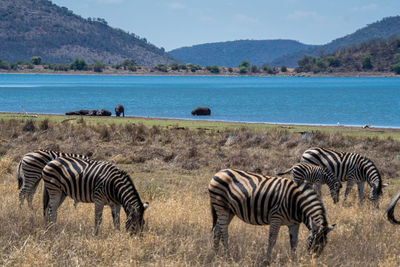 Zebras and zebra on the beach