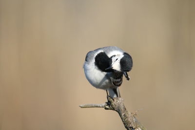 Close-up of bird perching on branch