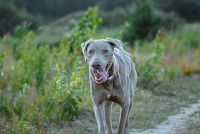 Portrait of dog standing on land