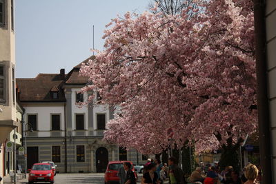 Pink cherry blossoms in city