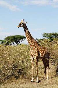Giraffe on field