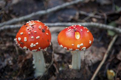 Two red beautiful inedible mushrooms fly agaric sprouted through dry leaves in latvian autumn forest
