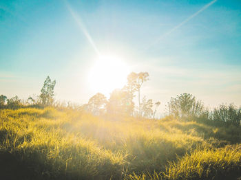 Scenic view of field against bright sun