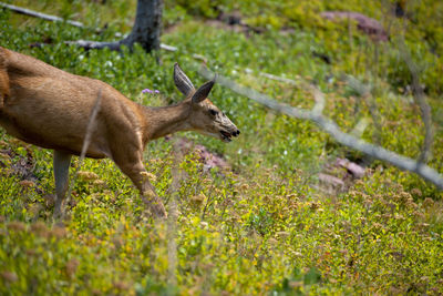 Deer standing in a forest