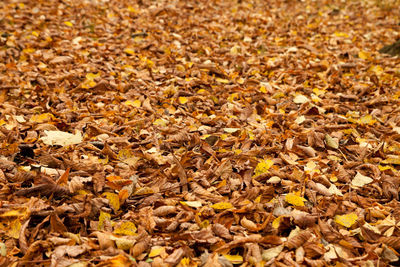 Full frame shot of dry leaves on ground