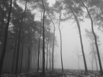 Trees in forest