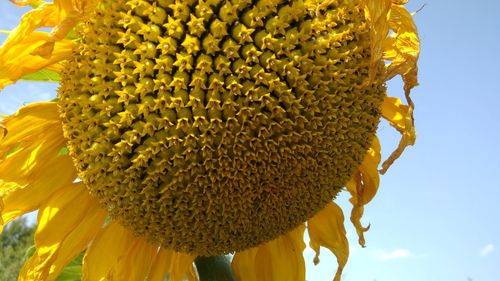 Close-up of yellow flowering plant