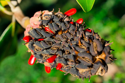 Close-up of seed pod growing outdoors