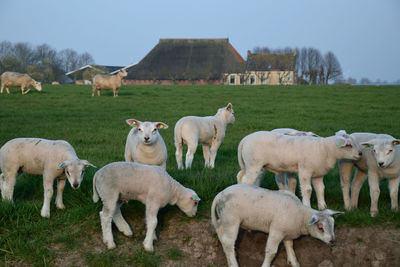 Sheep on landscape against sky