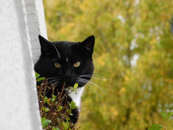 Portrait of black cat