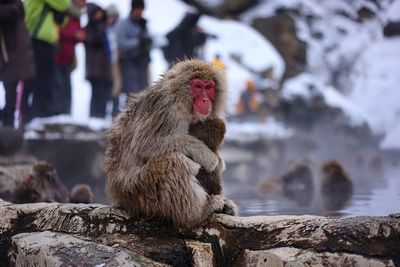 Close-up of monkey sitting on tree trunk