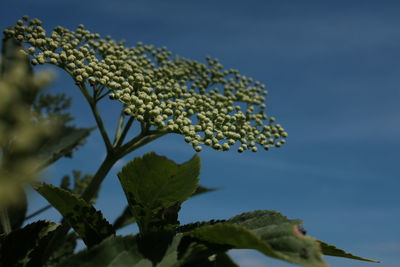 Low angle view of plant against sky