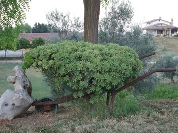 Plants growing on tree trunk