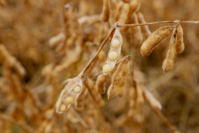 Close-up of vegetables hanging on plant