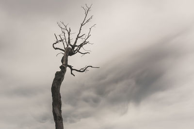 Low angle view of bare tree against sky