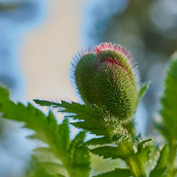 Close-up of the corn poppy bud, papaver rhoeas, with leaves against a blurred background