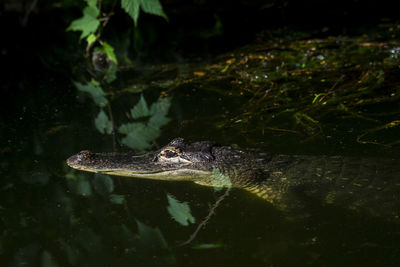 High angle view of crocodile swimming in lake