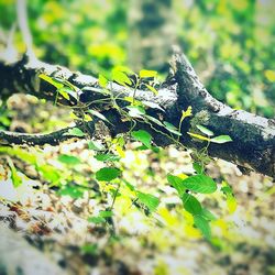 Close-up of tree branch