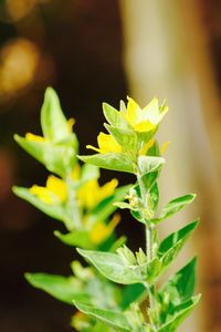 Close-up of plant leaves