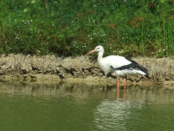 Side view of a bird on lakeshore