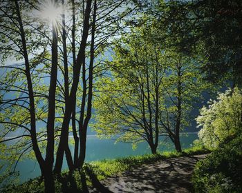 Sun shining through trees