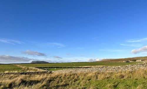 Late autumn landscape, with stone walls, farms, and the pen-y-ghent peak, near, settle, uk