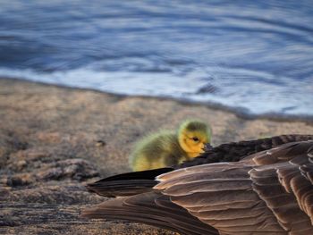 Birds in a lake