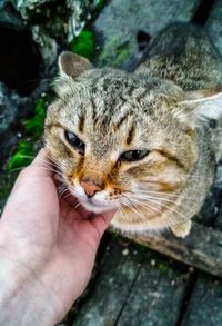 Cropped image of hand holding cat