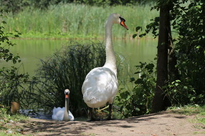 Swans in a lake